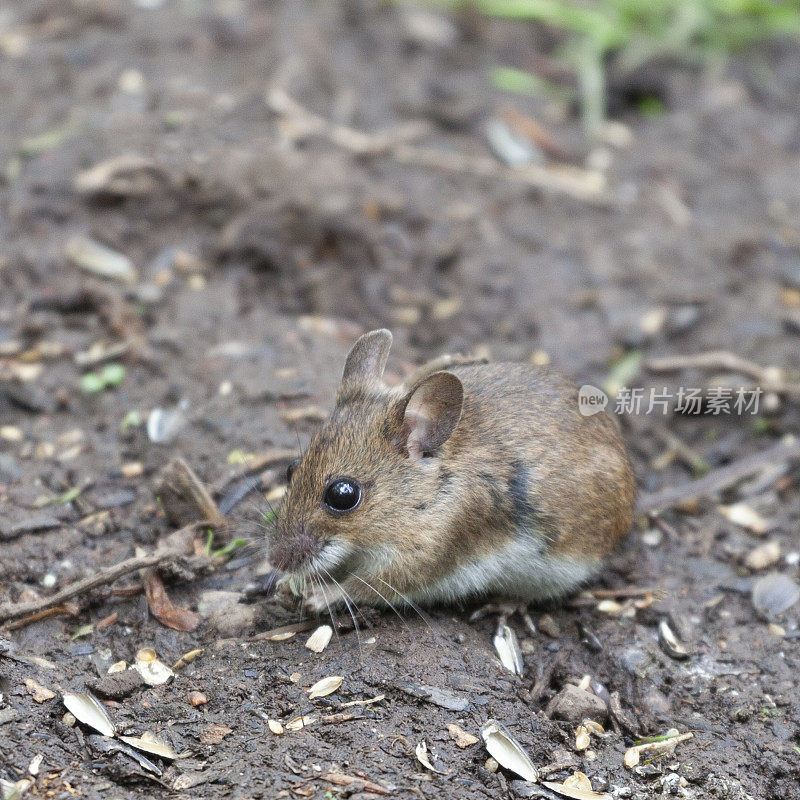 木鼠，Apodemus sylvaticus，吃葵花籽。